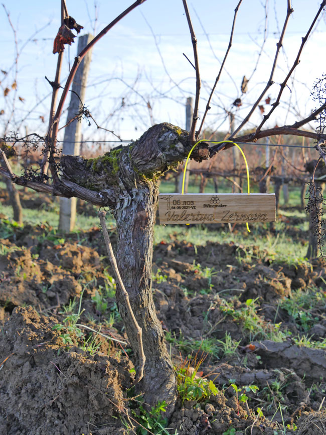 Виноградник на урожай